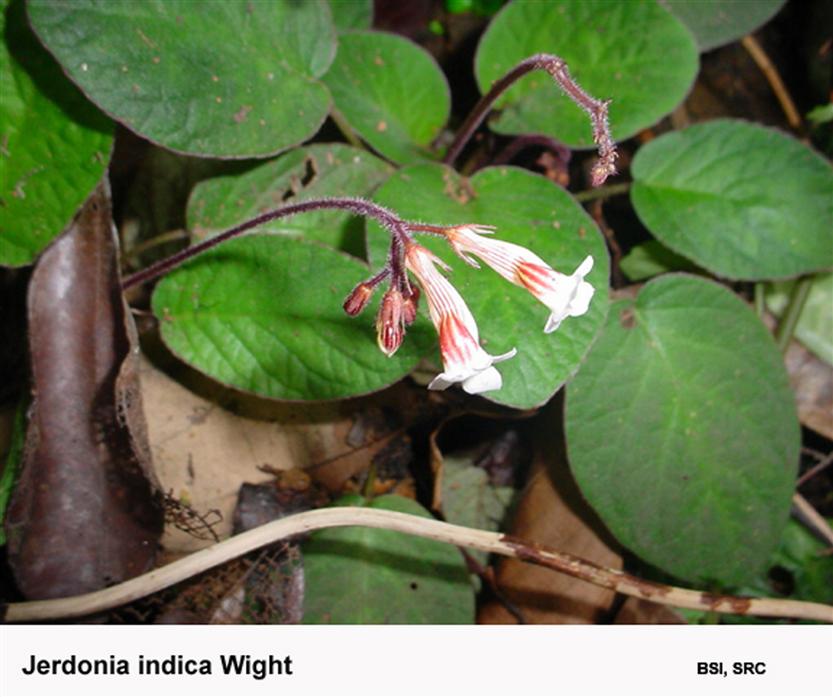 Jerdonia indica Wight